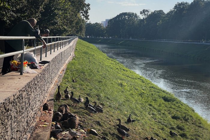 Ilustračný obrázok k článku V Nitre pri rieke sa rozmáhajú nutrie: Ľudia ich prikrmujú aj napriek ZÁKAZU