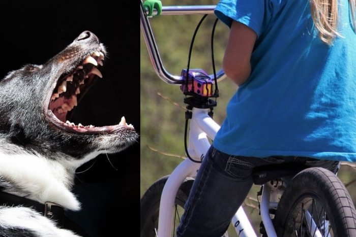 Ilustračný obrázok k článku Útok psa na dieťa pri Košiciach! Nikolku (9) zachránil sused, museli ju operovať