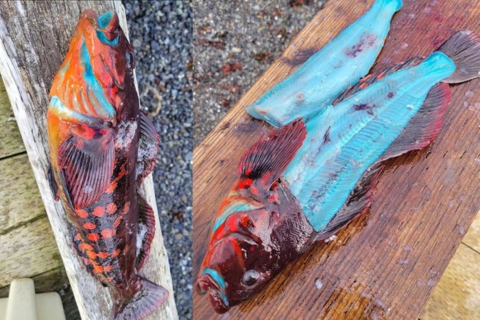 Ilustračný obrázok k článku KURIOZITA DŇA: Muž priniesol domov špeciálny úlovok, rybu s MODRÝM MÄSOM a zjedol ju!