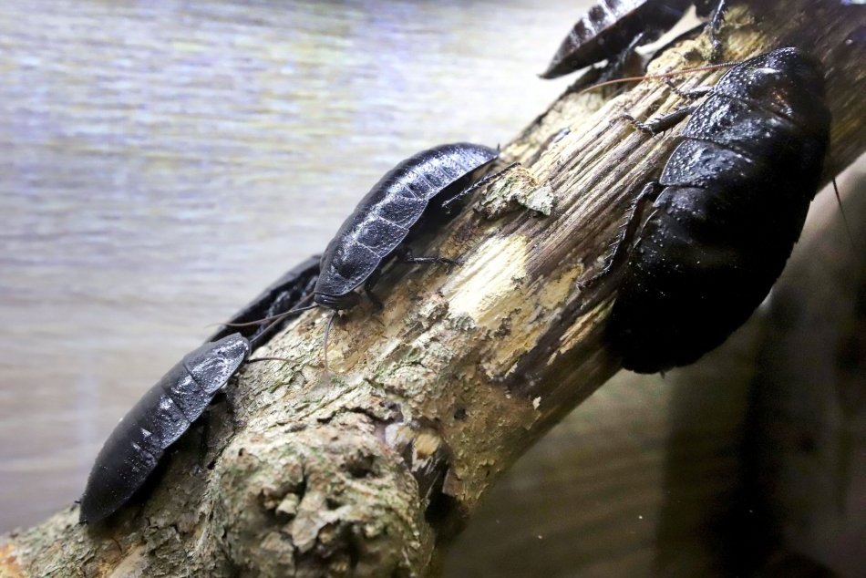 Ilustračný obrázok k článku ATRAKCIA pre milovníkov HMYZU: V Bystrici vystavia stovky živých exotických ŠVÁBOV