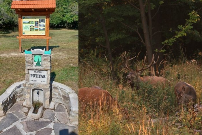 Ilustračný obrázok k článku Topoľčianske zvernice sa stali významným lesníckym miestom: Patria k najstarším na Slovensku