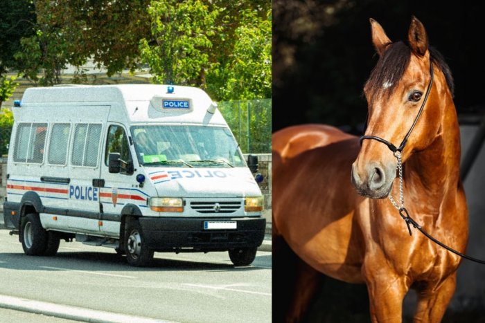 Ilustračný obrázok k článku SVET O SLOVENSKU: Zvrhlý Slovák! Vo Francúzsku USPOKOJOVAL kone