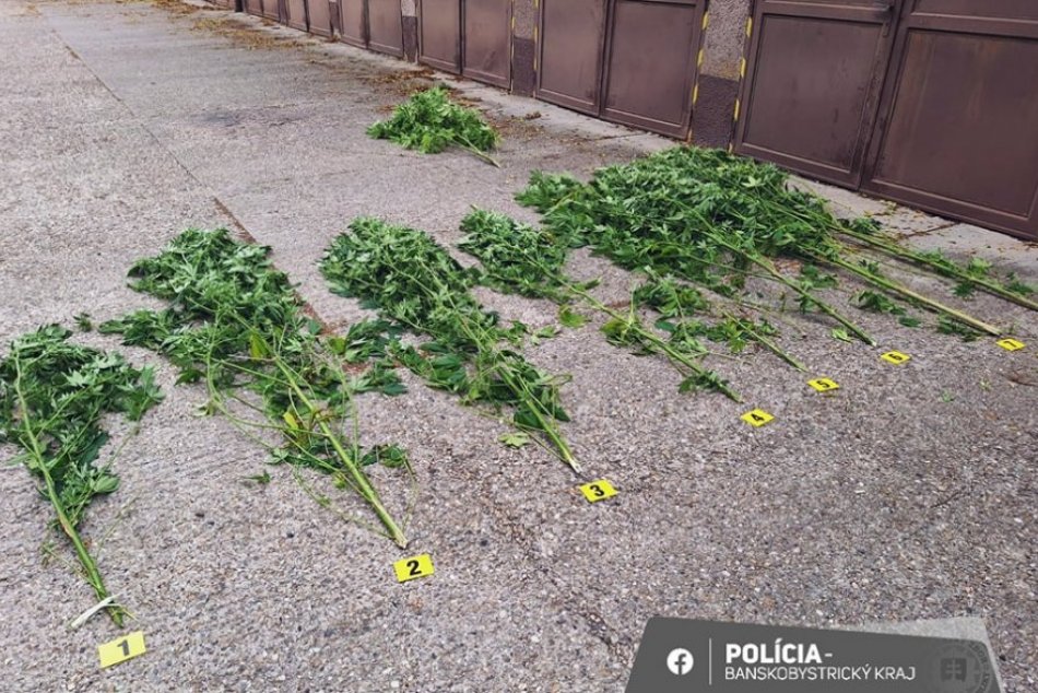 Ilustračný obrázok k článku PROTIDROGOVÝ záťah na juhu Slovenska: Mladí PESTOVATELIA sa sami priznali, FOTO