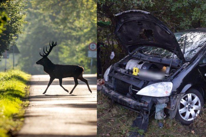 Ilustračný obrázok k článku Keď zrazíte zver, nehrozí vám iba ZDEMOLOVANÉ auto: Za čo môžete skončiť za MREŽAMI?
