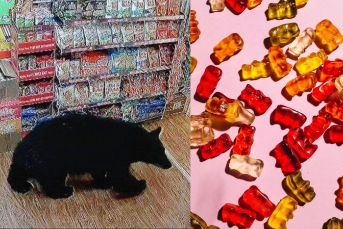 Ilustračný obrázok k článku KURIOZITA DŇA: Medveď vykradol benzínku, dostal chuť na želatínových mackov