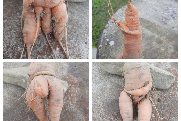 Ilustračný obrázok k článku Huslista, hanblivá aj s krásnym zadkom: Pestovateľ ukázal VTIPNÉ zábery mrkiev, FOTO