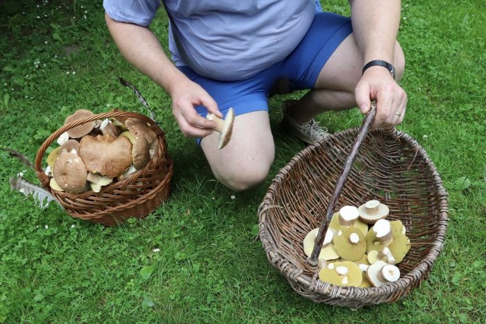 Ilustračný obrázok k článku Hubárovi mizli úlovky z obľúbeného miesta, schoval tam kameru: VIDEO sa stalo hitom internetu!