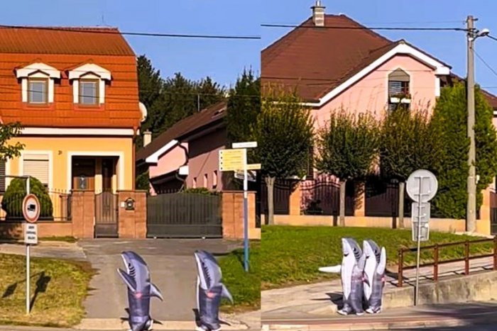 Ilustračný obrázok k článku Toto nemá chybu: V Trnave sa po chodníku prechádzali ŽRALOKY, VIDEO