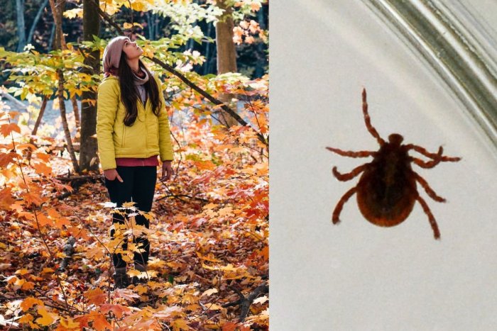 Ilustračný obrázok k článku Slováci sa musia mať na pozore: Odborníci hlásia NÁVRAT nebezpečných kliešťov!