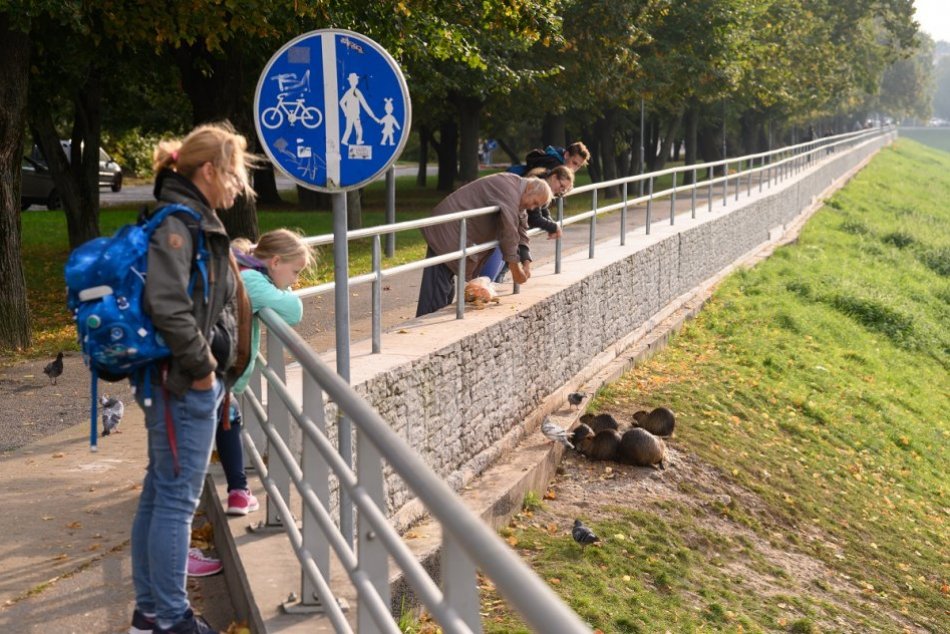 Ilustračný obrázok k článku Nutrie na brehu Nitry poľovníci strieľať nemôžu: Odchytávať ich budú ochranári, FOTO