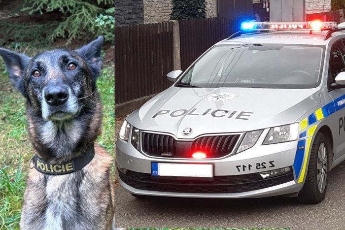 Ilustračný obrázok k článku Zásah proti migrantom sa zvrtol: Policajný pes POHRÝZOL do tváre 4-ročné dievčatko