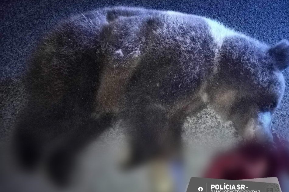 Ilustračný obrázok k článku Vodič dodávky zažil poriadny ŠOK: Medveď mu vbehol rovno pred auto, FOTO