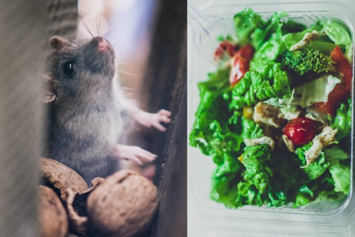 Ilustračný obrázok k článku Dievčatá si pochutnávali na balenom šaláte a... NECHUTNÉ! Objavili v ňom mŕtvu MYŠ