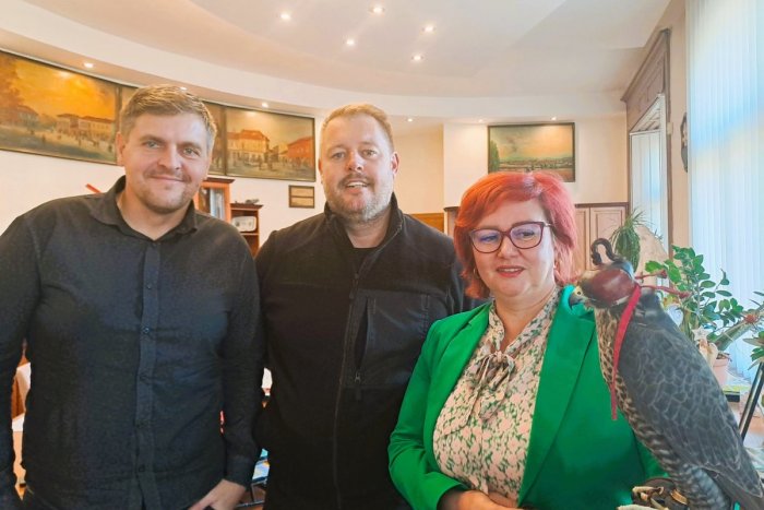 Ilustračný obrázok k článku Problémy s holubmi riešia aj Topoľčany: Vyhnať by ich mohli sokoly