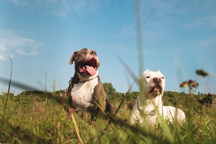 Ilustračný obrázok k článku Bežkyňa skončila v nemocnici: Dohrýzli ju psy! Ich majiteľa už raz odsúdili