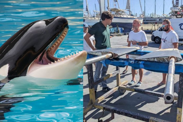 Ilustračný obrázok k článku DRAMATICKÁ plavba Slovákov: Na loď známeho podnikateľa zaútočili dravé kosatky!