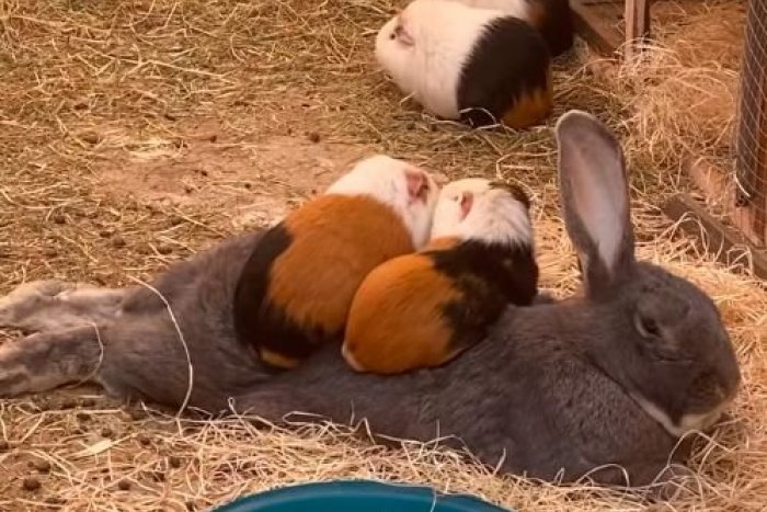 Ilustračný obrázok k článku VIDEO, ktoré vám spraví deň: V ÚTULKU sa zrodilo ROZKOŠNÉ priateľstvo