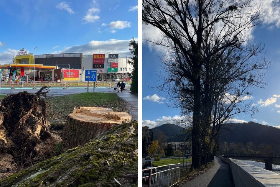 Ilustračný obrázok k článku Stromy pri Hrone čaká VÝRUB: Predstavujú bezpečnostné RIZIKO pre ľudí, tvrdí mesto