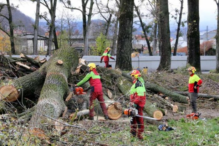 Ilustračný obrázok k článku VÝRUB čaká ďalšie STOVKY stromov: Stane sa tak v rámci 1. etapy projektu Zelené sídliská