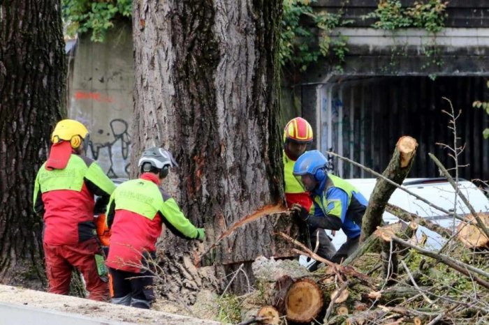 Ilustračný obrázok k článku Je to tu! V mestskom parku odštartoval VÝRUB, mesto upozorňuje na OBMEDZENIA