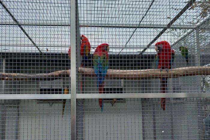 Ilustračný obrázok k článku V Hlohovci zasahovali policajti: V dome muža našli nelegálny chov papagájov a korytnačiek