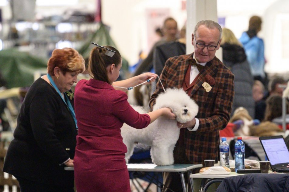 Ilustračný obrázok k článku Na výstave v Nitre uvidíme vyše 6-TISÍC psov: Pod Zobor prídu z 31 krajín sveta