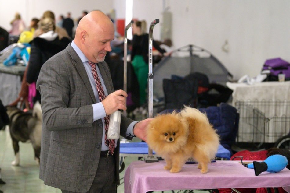 Ilustračný obrázok k článku PSÍČKARI majú rande v Nitre: Štartuje medzinárodná VÝSTAVA psov