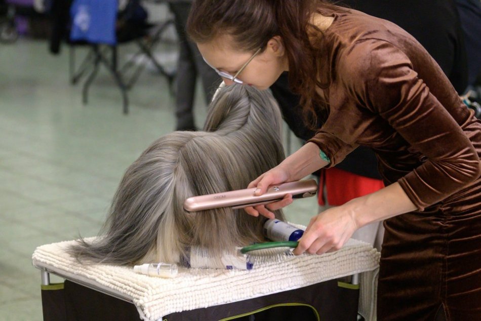 Ilustračný obrázok k článku Vyše 7-TISÍC psov z 24 krajín: Agrokomplex v Nitre hostí Medzinárodnú výstavu, FOTO