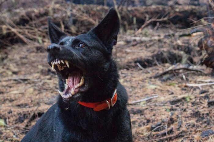 Ilustračný obrázok k článku Krvavý ÚTOK túlavých psov: Na farme ROZTRHALI pštrosy aj kengury