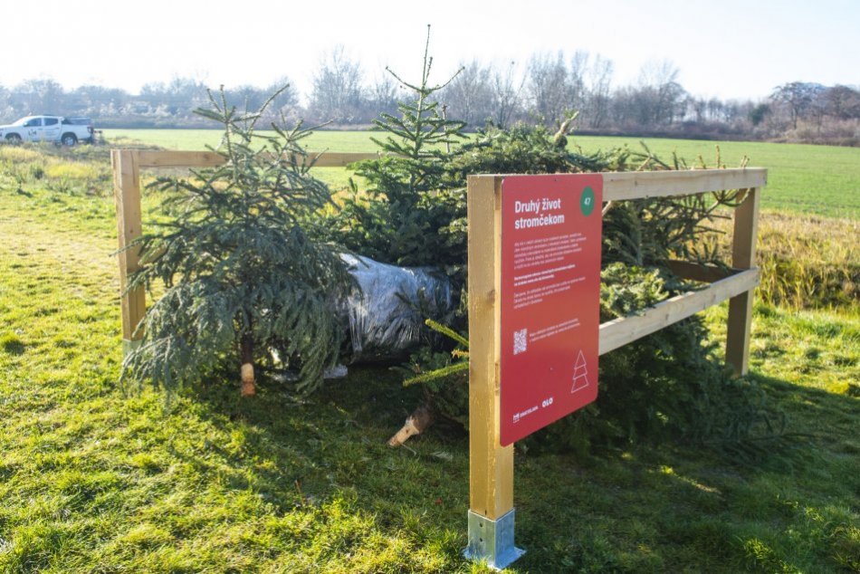 Ilustračný obrázok k článku Tradícia pokračuje: V Bratislave rozmiestnia 730 ohrádok na zber vianočných stromčekov