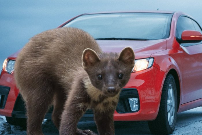 Ilustračný obrázok k článku Pozor, môže dôjsť aj k POŽIARU: Slováci riešia problém s kunami v autách! Čo na nich FUNGUJE?