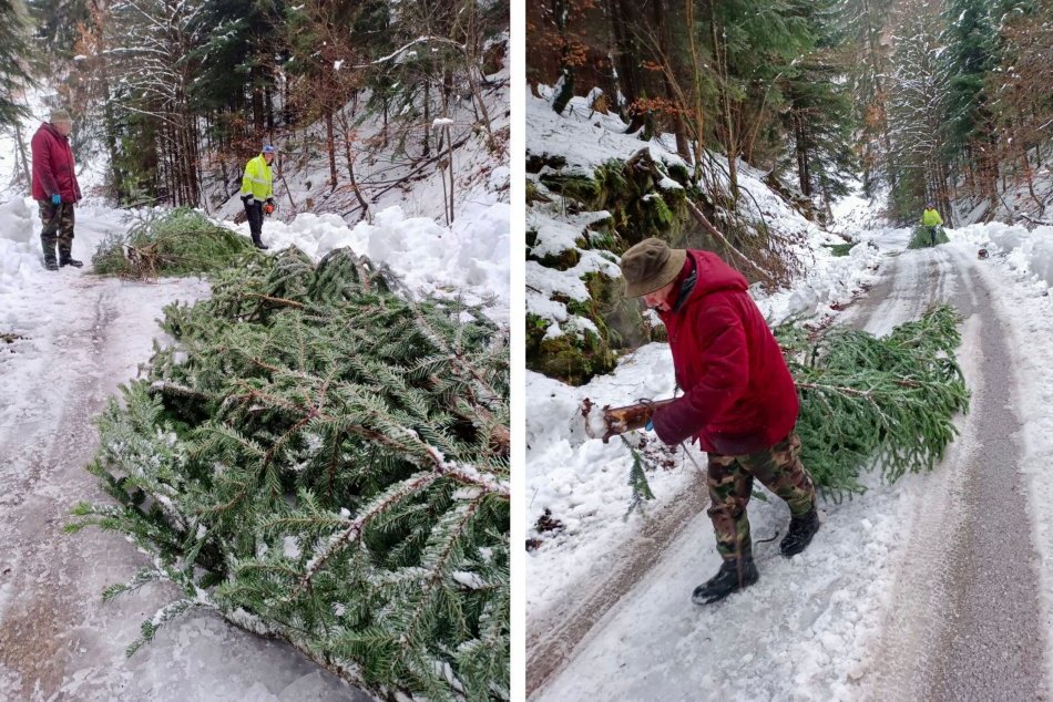 Ilustračný obrázok k článku Lesníci sa činili, dodajú VIANOČNÉ stromčeky: Potešia v školách aj v kostoloch, FOTO