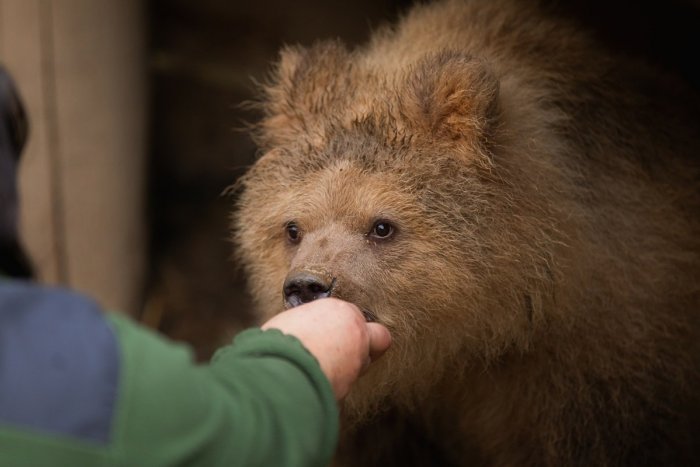 Ilustračný obrázok k článku Medvieďa prežilo peklo na zemi. Linda už je v košickej zoo, no odmieta zliezť zo stromu
