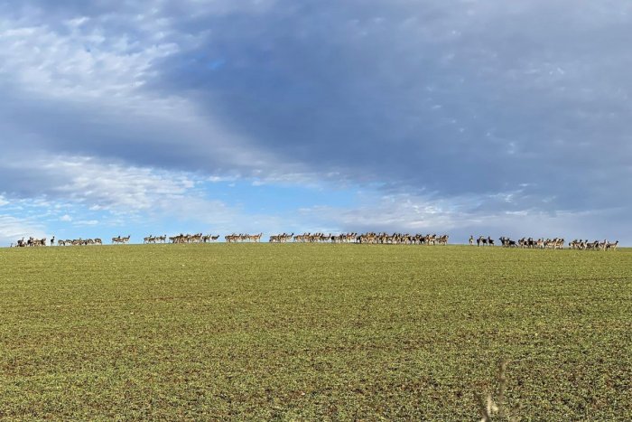 Ilustračný obrázok k článku Šofér na východe neveril vlastným očiam: Zábery ako z rozprávky, boli ich tam STOVKY!