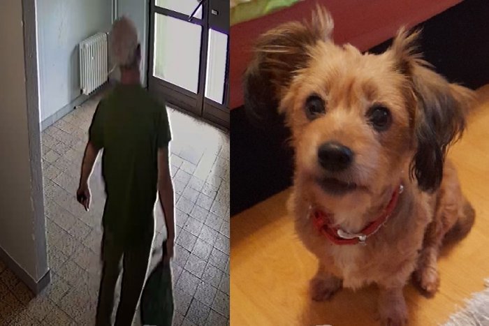 Ilustračný obrázok k článku ŠIALENÉ! Slovák pre nezhody s exmanželkou sekáčikom ZABIL jej psa