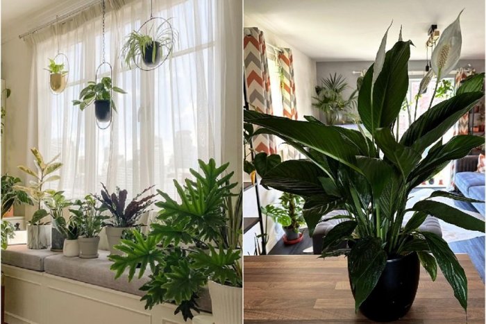 Ilustračný obrázok k článku 8 rastlín sa spája s magickou silou: Prineste si domov PENIAZE a ŠŤASTIE!