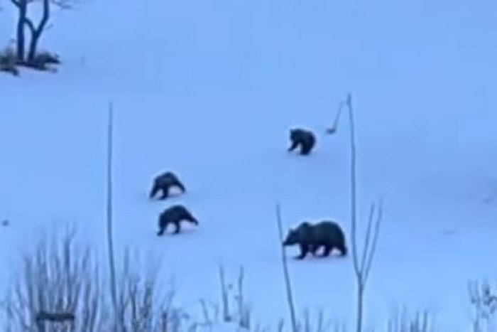 Ilustračný obrázok k článku Týmto MEDVEĎOM sa veru spať nechce: Marek zachytil ROZKOŠNÚ šantiacu rodinku, VIDEO