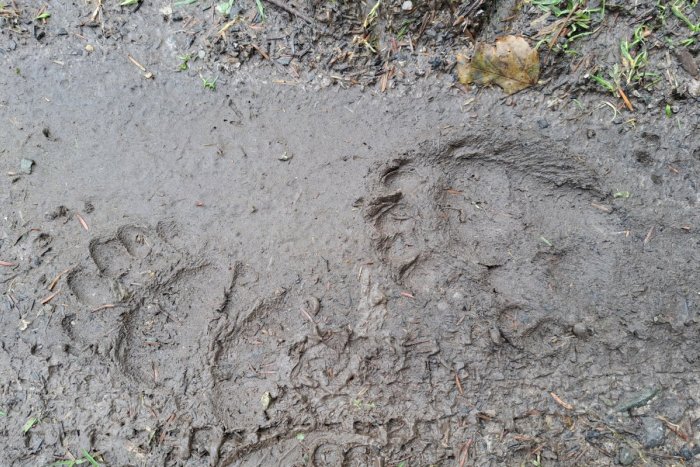 Ilustračný obrázok k článku V Spišskej Novej Vsi zatvorili nový cintorín: Objavili sa tam MEDVEDIE stopy!