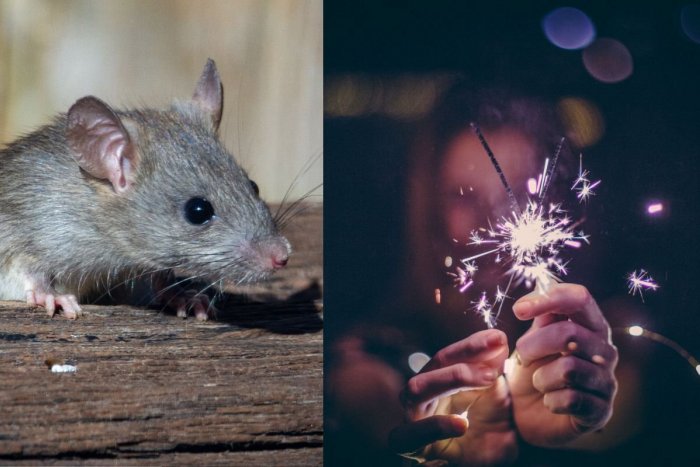 Ilustračný obrázok k článku Silvestrovská párty sa nečakane pretiahla: MYŠ prehrýzla kábel a zastavila lanovku