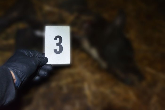 Ilustračný obrázok k článku Nechutný prípad neďaleko Nitry: Muž OBESIL psa na špagáte, potom ho bodol