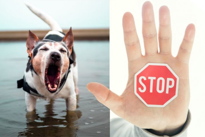 Ilustračný obrázok k článku KURIOZITA DŇA: Starostovi už došla trpezlivosť! V dedine ZAKÁZAL štekanie psov