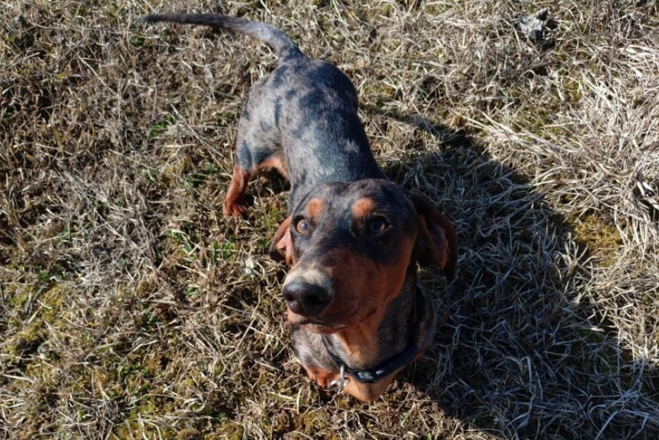 Ilustračný obrázok k článku STRATENÝ psík Merly sa našiel: Fľakatý JAZVEČÍK je už doma, FOTO