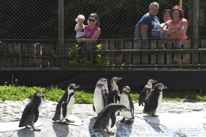 Ilustračný obrázok k článku Košická zoo hlási: TOTO považujeme za najväčší chovateľský úspech roka!
