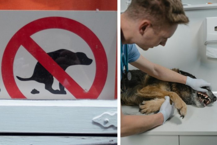 Ilustračný obrázok k článku Povinné testy DNA pre všetky psy! Úrady vďaka nim zistia, ak majiteľ po psovi NEUPRACE