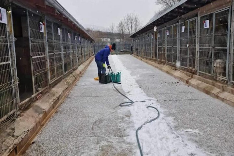Ilustračný obrázok k článku Baví vás práca so PSAMI? Karanténna stanica potrebuje BRIGÁDNIKA, FOTO