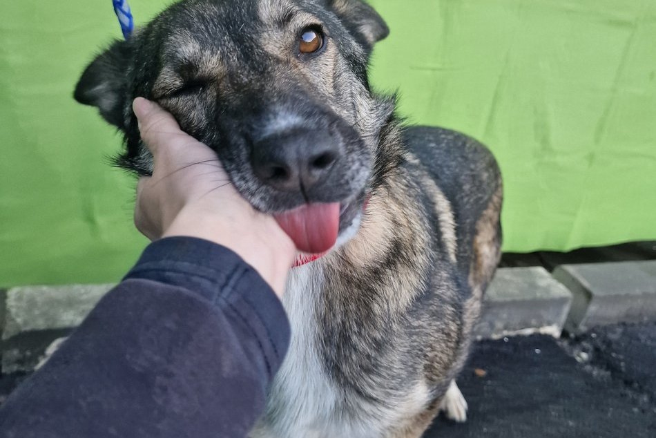 Ilustračný obrázok k článku Milovníci zvierat, TOTO miesto je ako pre vás: Hľadajú POSILU do karanténnej stanice