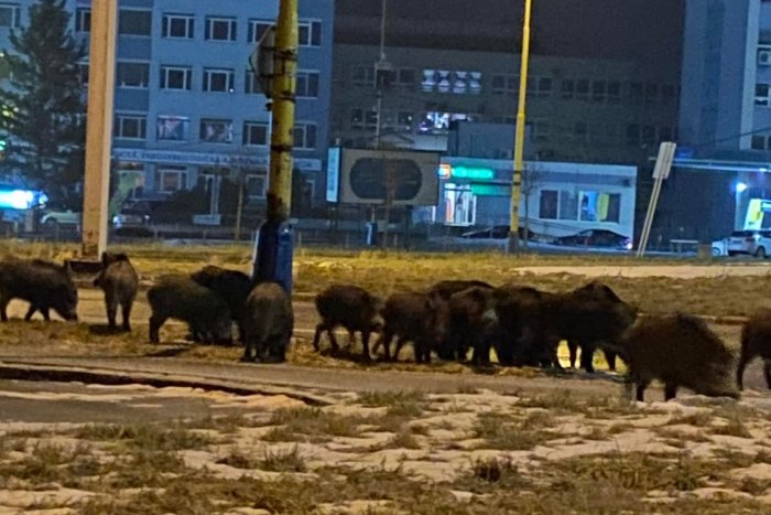 Ilustračný obrázok k článku Zábery z Košíc valcujú internet: Blízko centra mesta sa potulovala obrovská črieda diviakov!