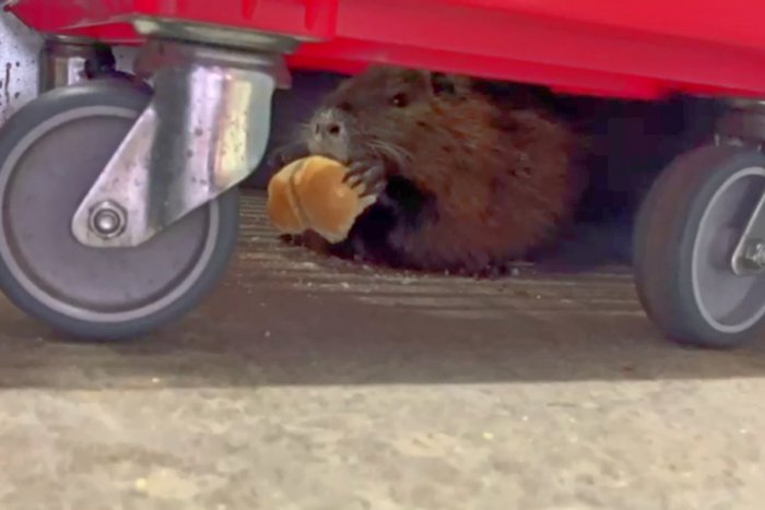 Ilustračný obrázok k článku Polícia riešila NEUVERITEĽNÝ prípad! Do potravín v Rači vbehla NUTRIA, ukradla kaiserku