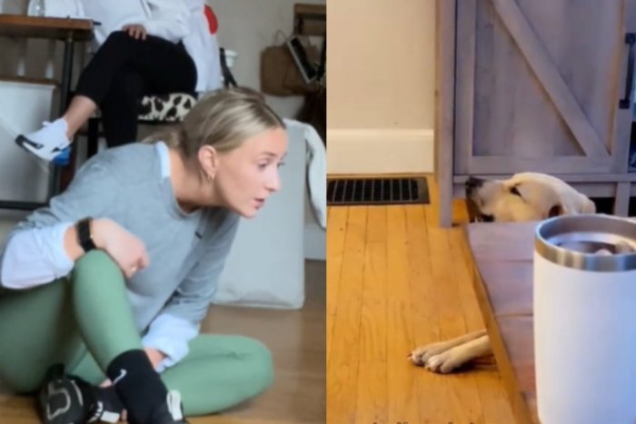 Ilustračný obrázok k článku KURIOZITA DŇA: Neuveriteľné, majiteľka naučila svojho rozkošného psa hovoriť ĽÚBIM ŤA