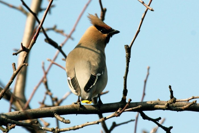 Ilustračný obrázok k článku Vzácna návšteva zo severu: Na Ponitrí sa po rokoch objavili chochláče severské